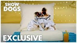 Show Dogs | "Beauty By Philippe" Exclusive | Global Road Entertainment