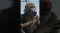 Be the First to Watch at Home Today. Buy It Now Only On Digital