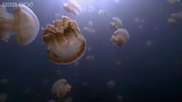 Jellyfish lake - 24 Hours on Earth: Preview - BBC One