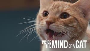 Inside the Mind of a Cat