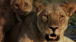 Ultimate Enemies: Elephants and Lions