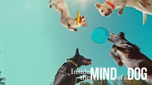 Inside the Mind of a Dog