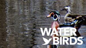 Water Birds