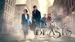 Fantastic Beasts and Where to Find Them
