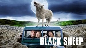 Black Sheep