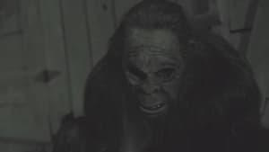 Something in the Woods