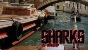 Sharks in Venice