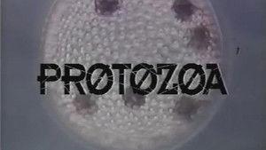 Protozoa