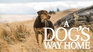 A Dog's Way Home
