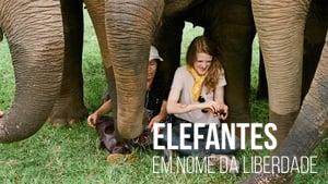 Love & Bananas: An Elephant Story