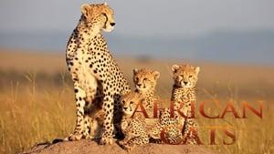 African Cats