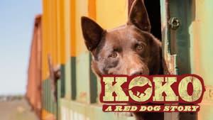 Koko: A Red Dog Story