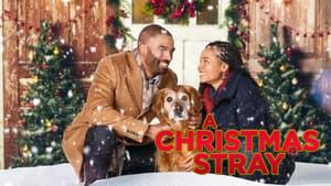 A Christmas Stray