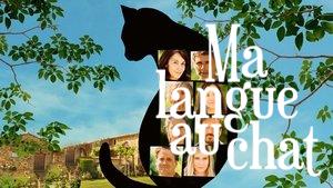 All Because of the Cat