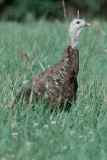 Autumn Evening Poster