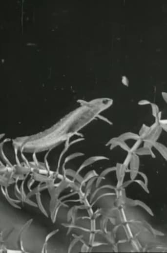 The Life Cycle of the Newt Poster