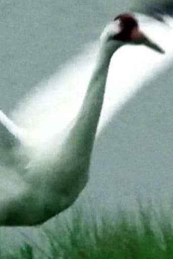 A Great White Bird Poster
