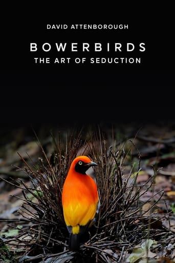 Bowerbirds: The Art of Seduction Poster