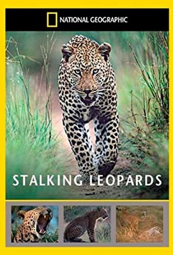 Stalking Leopards Poster