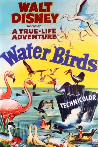 Water Birds Poster