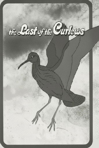The Last of the Curlews