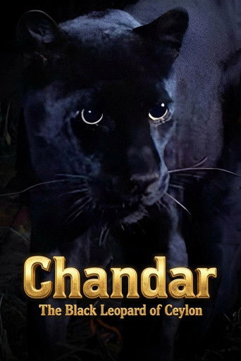 Chandar, the Black Leopard of Ceylon